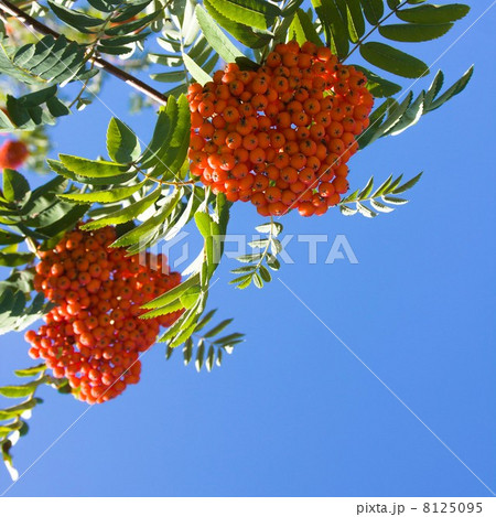 Red berries of rowan 8125095
