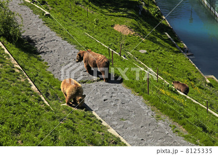 Brown  bear in bear park , Bern, Switzerland. 8125335