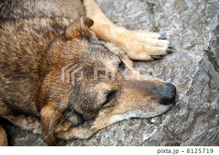 sleeping stray dog sleeping stray dog 8125719