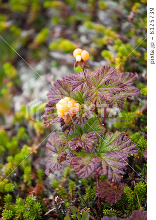 cloudberry 8125739