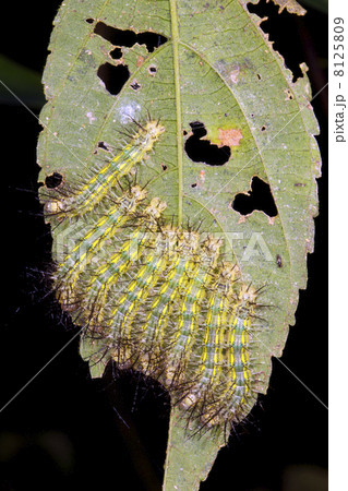 Group of venomous Saturniid moth caterpillars on a leaf in rainforest, Ecuador Group of venomous Saturniid moth caterpillars on a leaf in rainforest, Ecuador 8125809