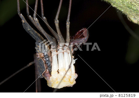 Tail-less whipscorpion shedding its skin 8125819