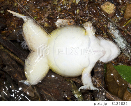 Dead frog in a ditch in Ecuador. Dead frog in a ditch in Ecuador. 8125822