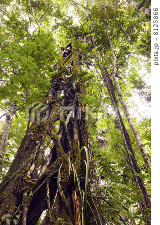 Strangler Fig (Ficus sp.) in rainforest, Ecuador. Strangler Fig (Ficus sp.) in rainforest, Ecuador. 8125866