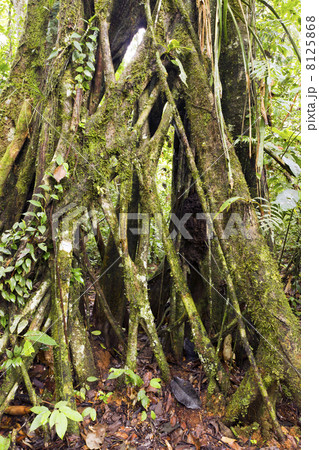 Strangler Fig (Ficus sp.) in rainforest, Ecuador. Strangler Fig (Ficus sp.) in rainforest, Ecuador. 8125868