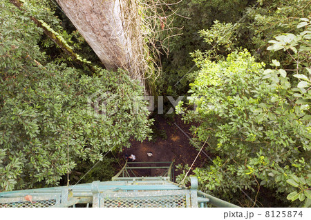 Looking down to the ground from a rainforest canopy tower in the Ecuadorian Amazon Looking down to the ground from a rainforest canopy tower in the Ecuadorian Amazon 8125874