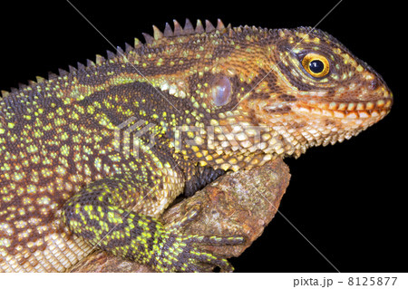 Red-eyed wood lizard (Enylioides oshaughnessyi) in Western Ecuador 8125877