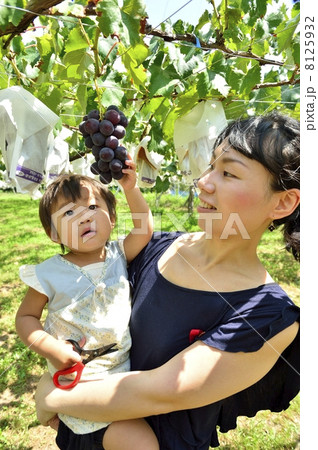 ブドウ ブドウ 8125932