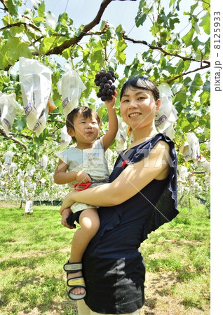 ブドウ ブドウ 8125933