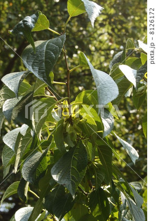 トチュウの果実 トチュウの果実 8126172