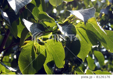 トチュウの果実 8126176