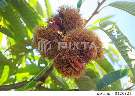 割れた毬栗 8126322