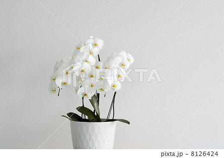 コチョウランの花 8126424
