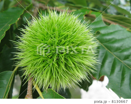 栗のイガ 8130667