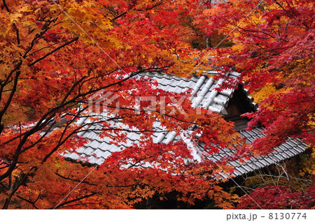 京都　勝持寺の紅葉 8130774