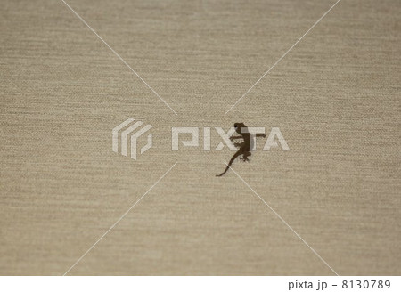 ヤモリの幼生０１ 8130789