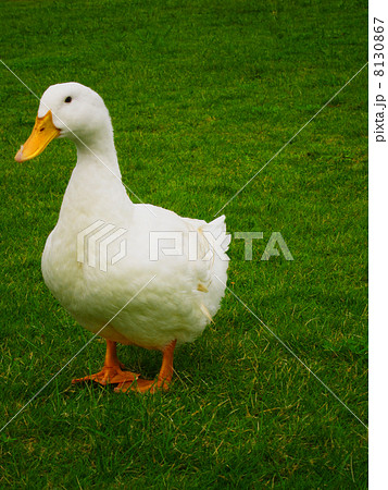 アヒル アヒル 8130867