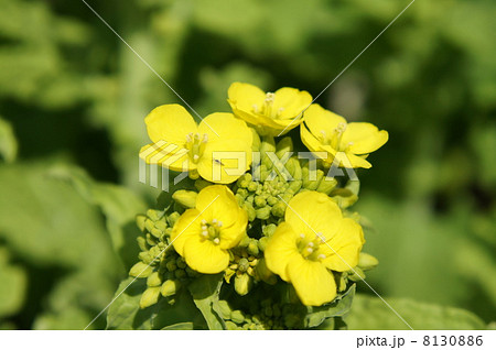 菜の花 菜の花 8130886