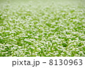 そば畑 8130963
