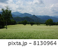 そば畑 8130964
