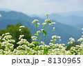 そば畑 8130965