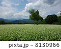 そば畑 8130966