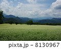 そば畑 8130967