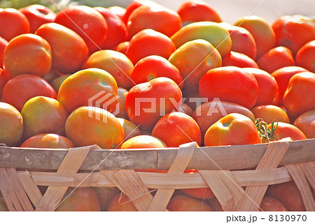 トマト 食べ物 野菜 植物 実 食材 収穫 栽培 赤色 南の島 南国 籠 山積み 沢山 複数 の写真素材