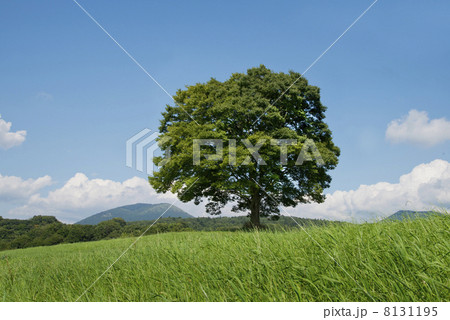 朝霧高原の一本の木 8131195