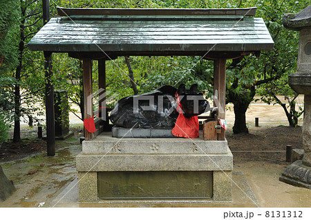 京都　北野天満宮　撫で牛 8131312