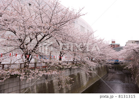 目黒川の桜並木 池尻大橋付近の写真素材
