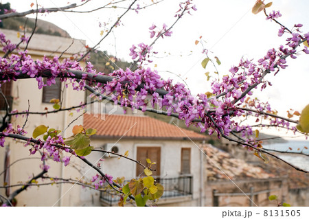 flowers of Judas Tree 8131505