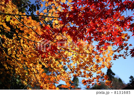 【秋の定光寺の紅葉】 8131685