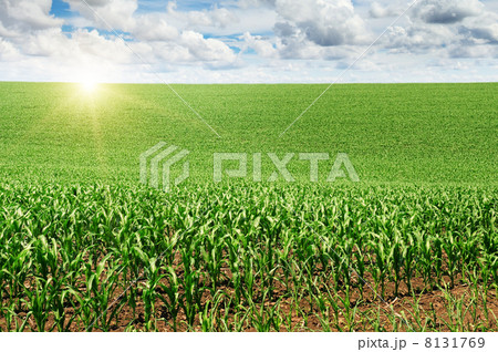 sunrise over the corn field 8131769