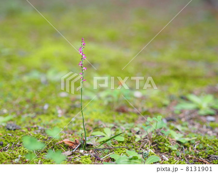 ネジバナ ネジバナ 8131901