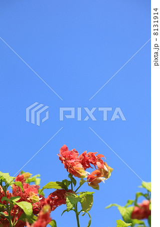 コエビソウと青空 コエビソウと青空 8131914