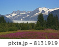 アラスカの氷河と花畑２ 8131919
