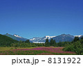 アラスカの氷河と花畑１ 8131922