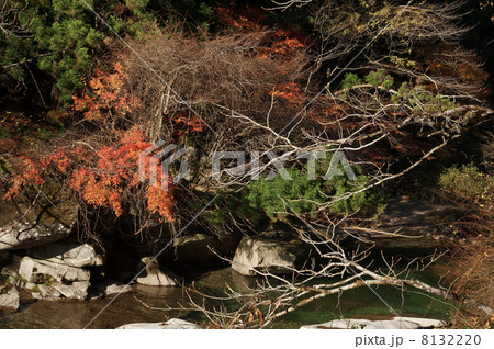 川と紅葉 8132220