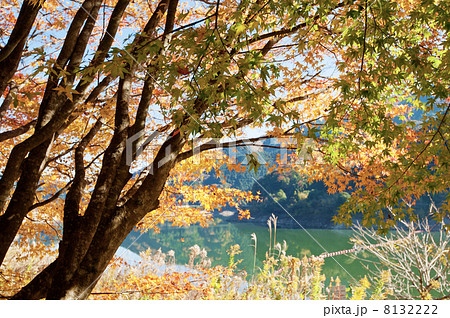 矢作ダムと紅葉 8132222