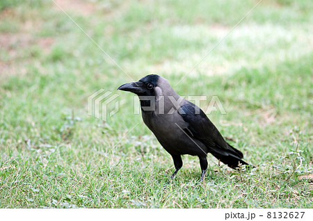 crow crow 8132627