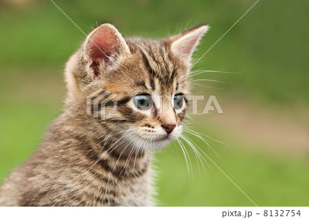 kitten kitten 8132754