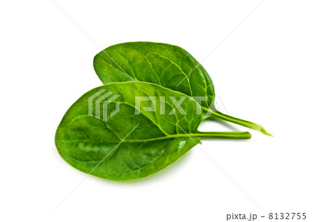 spinach spinach 8132755