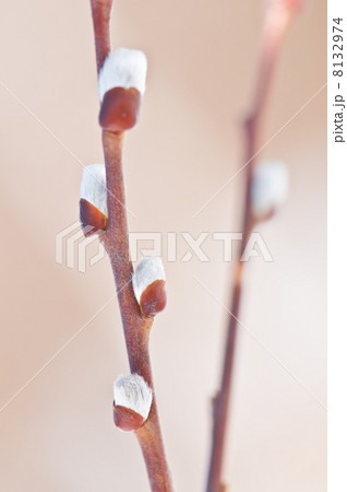 buds buds 8132974