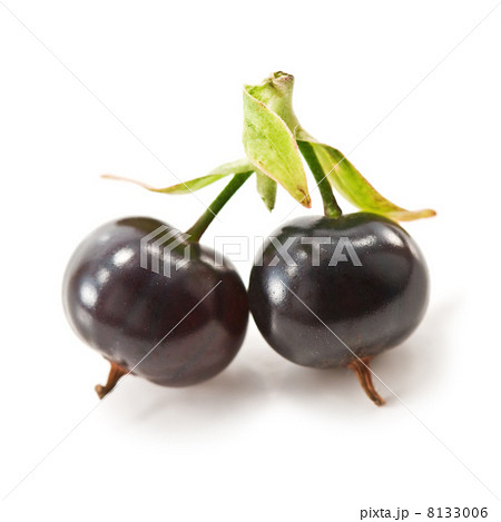 currant currant 8133006