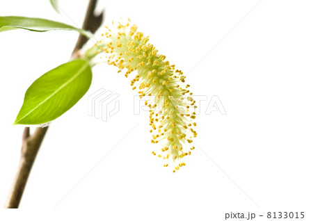 branch branch 8133015