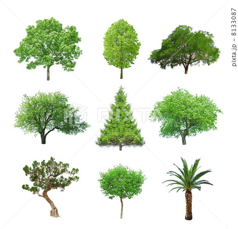 tree tree 8133087
