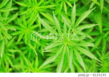 marijuana marijuana 8133145