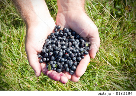 blueberry 8133194