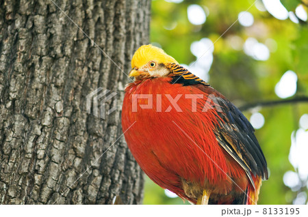 pheasant 8133195